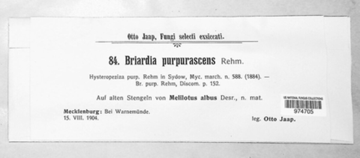 Duebenia compta image